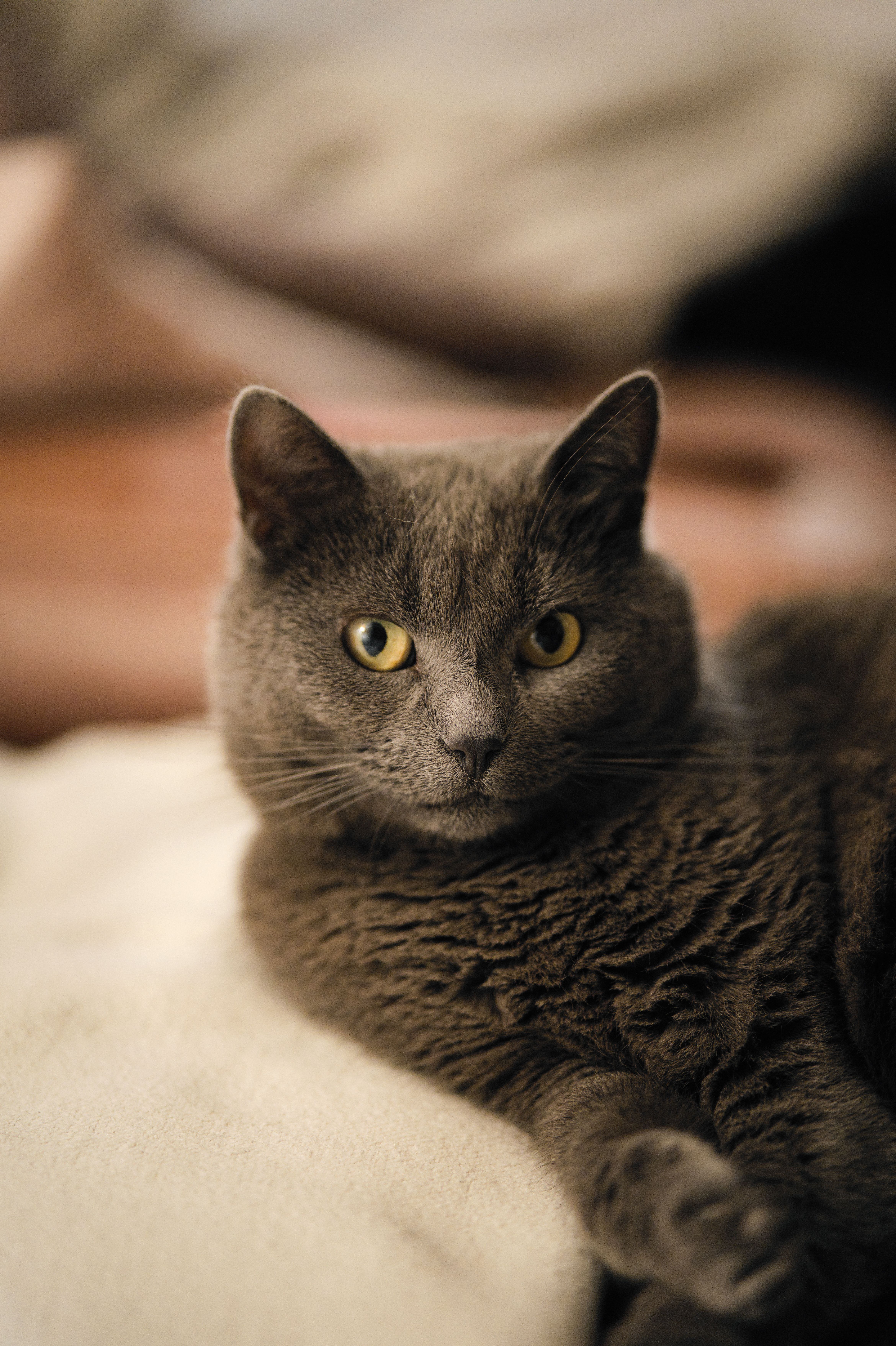 cat again