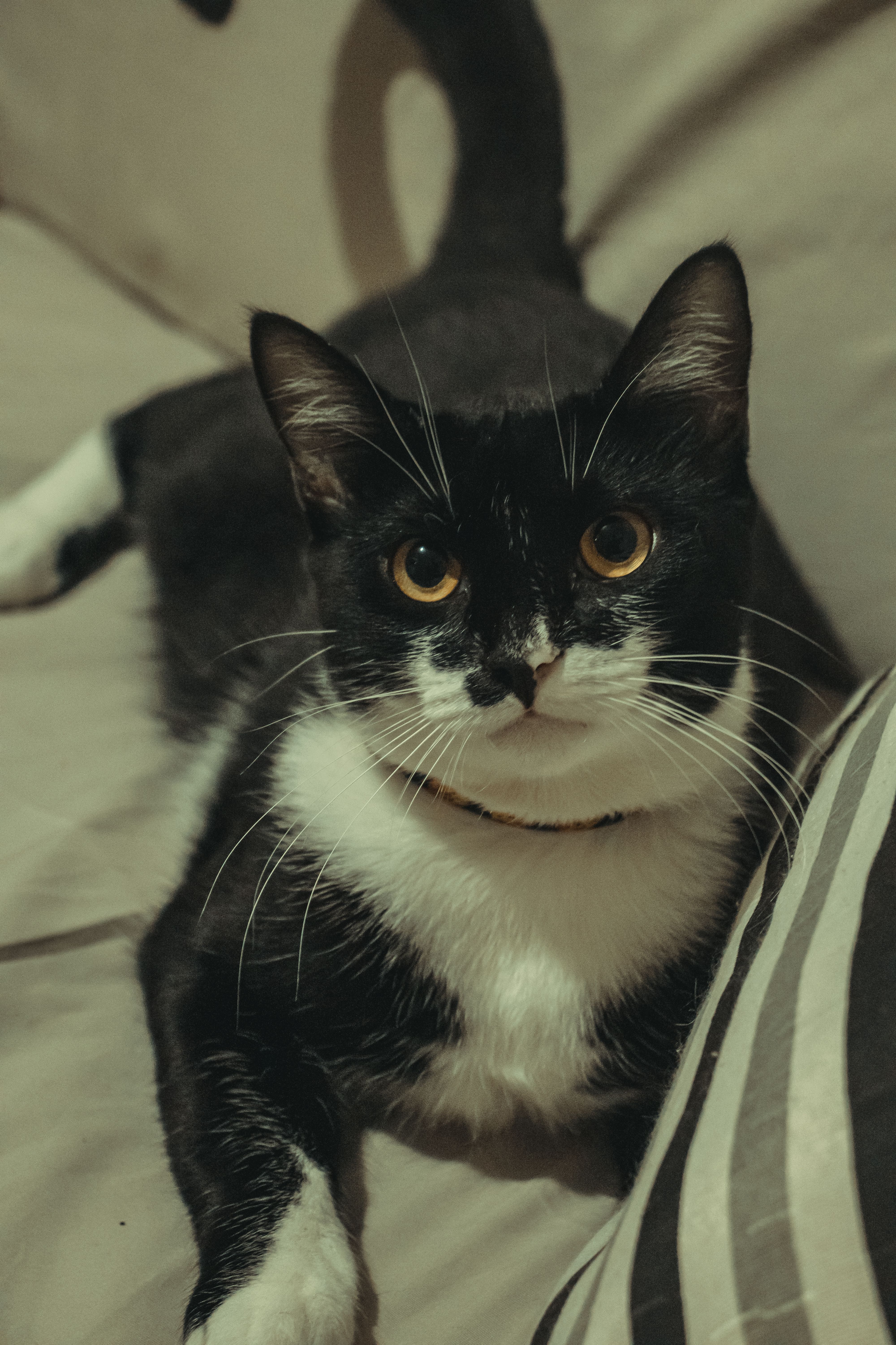 another cat
