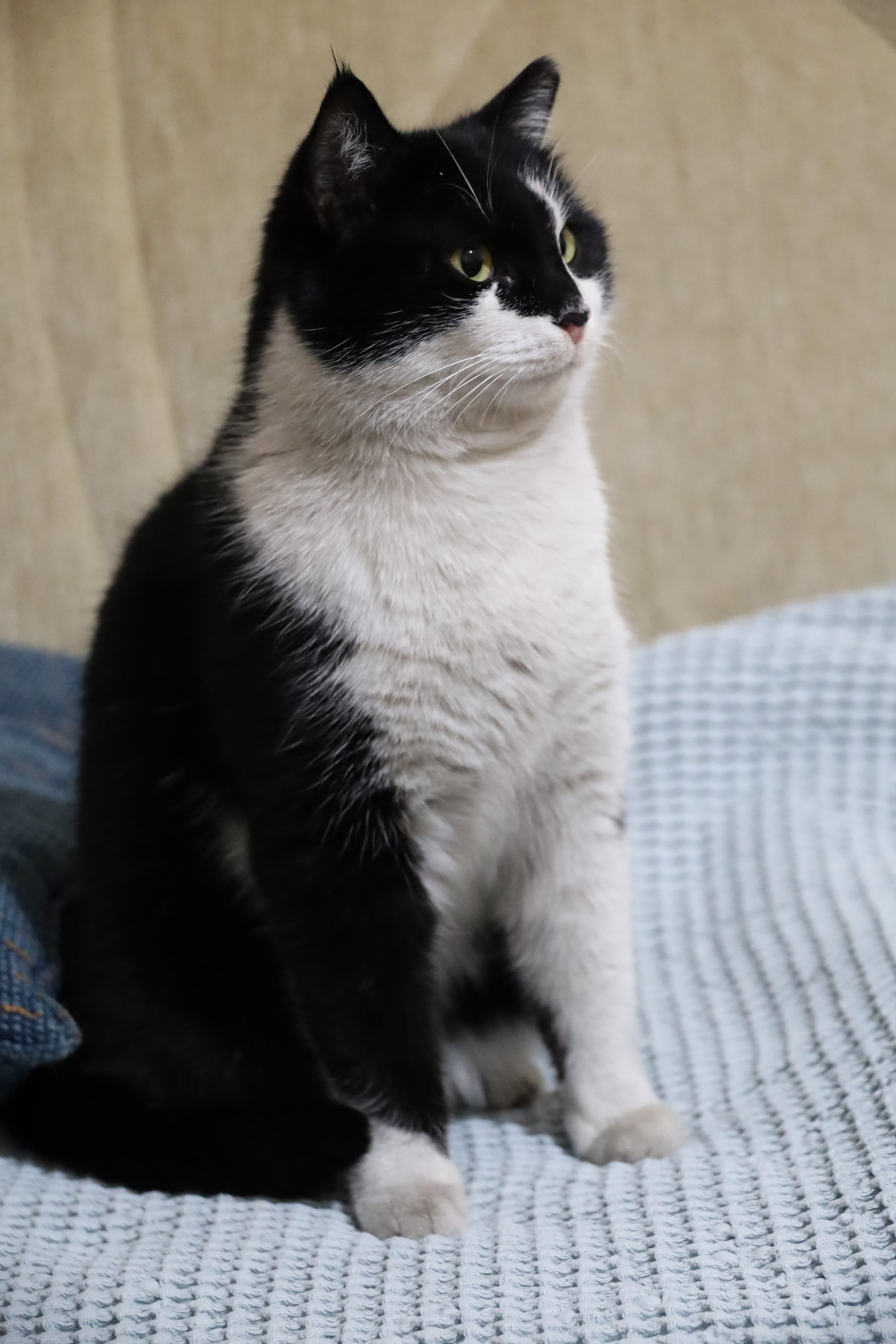 final cat